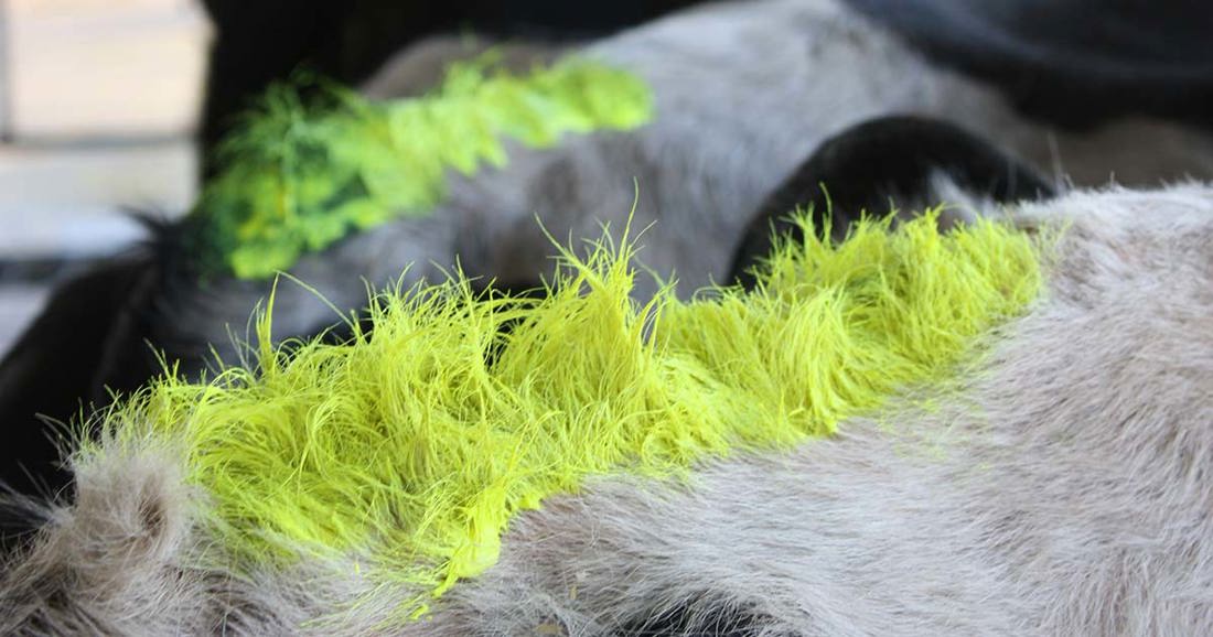 Cow hair painted in yellow green paste