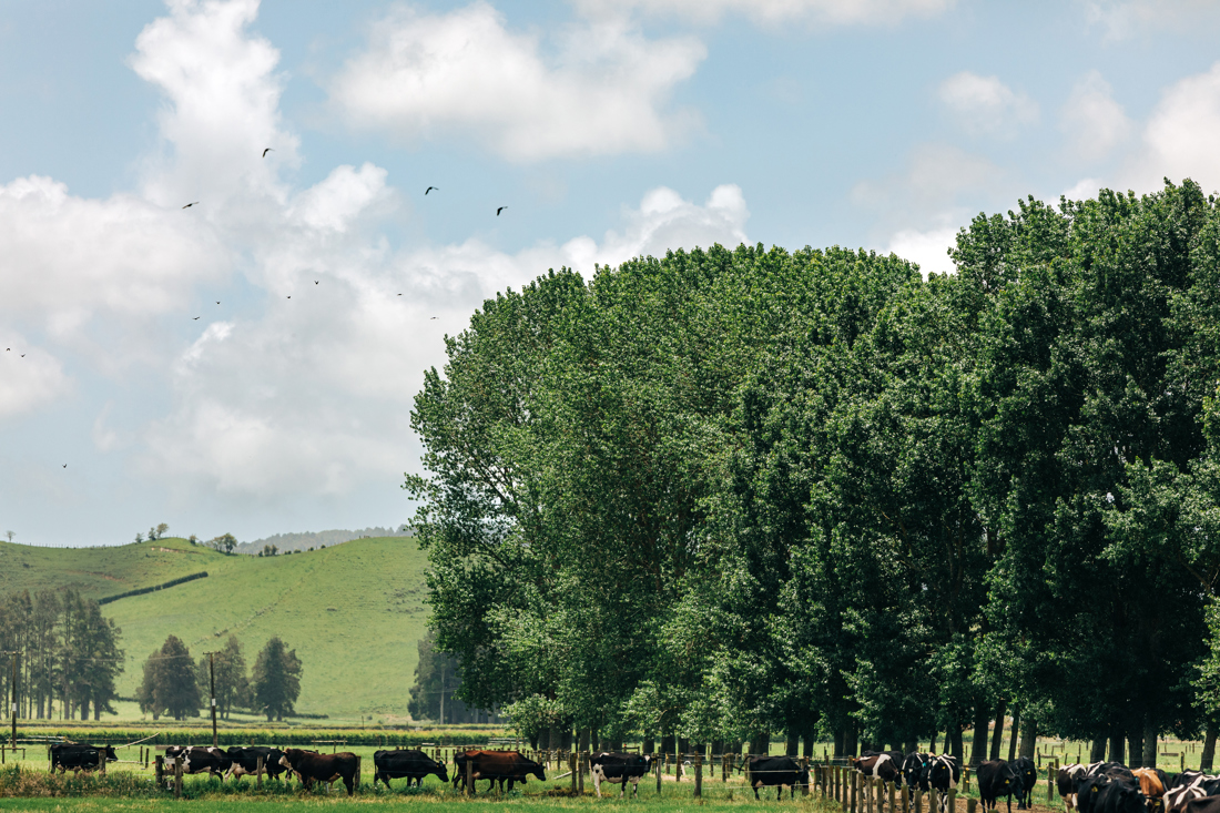 Widescape photo of a bovine herd living peacefully in a green field with nearby trees.