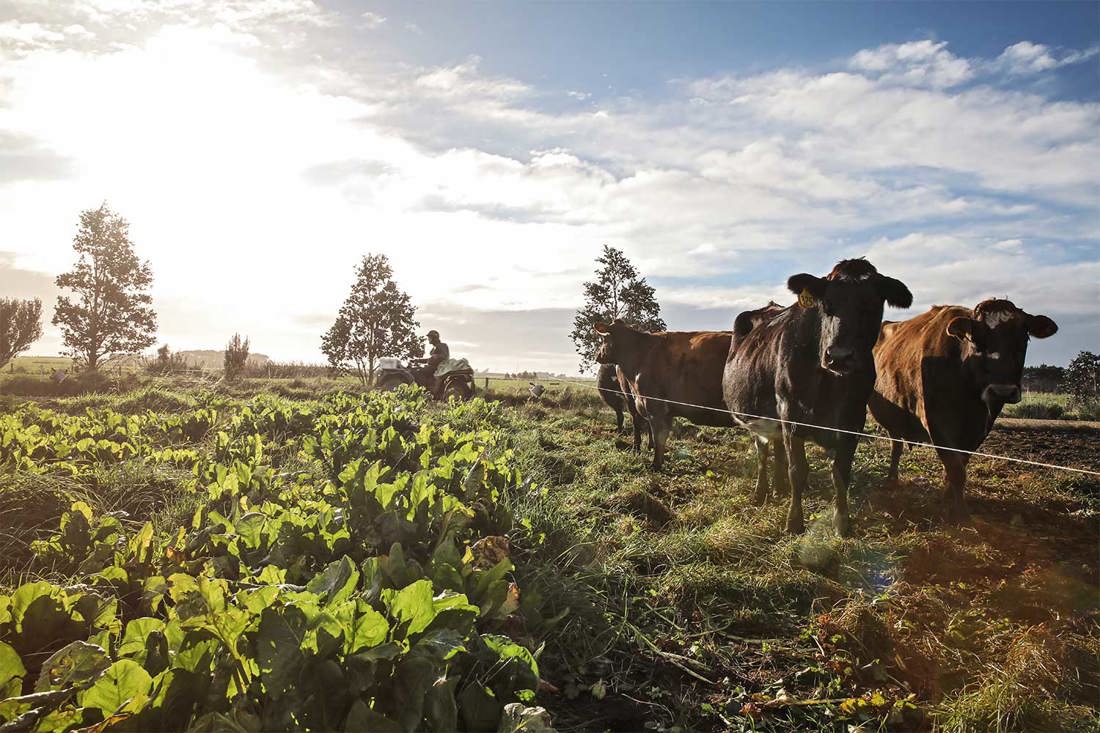 Dairy cows in paddock of winter crop