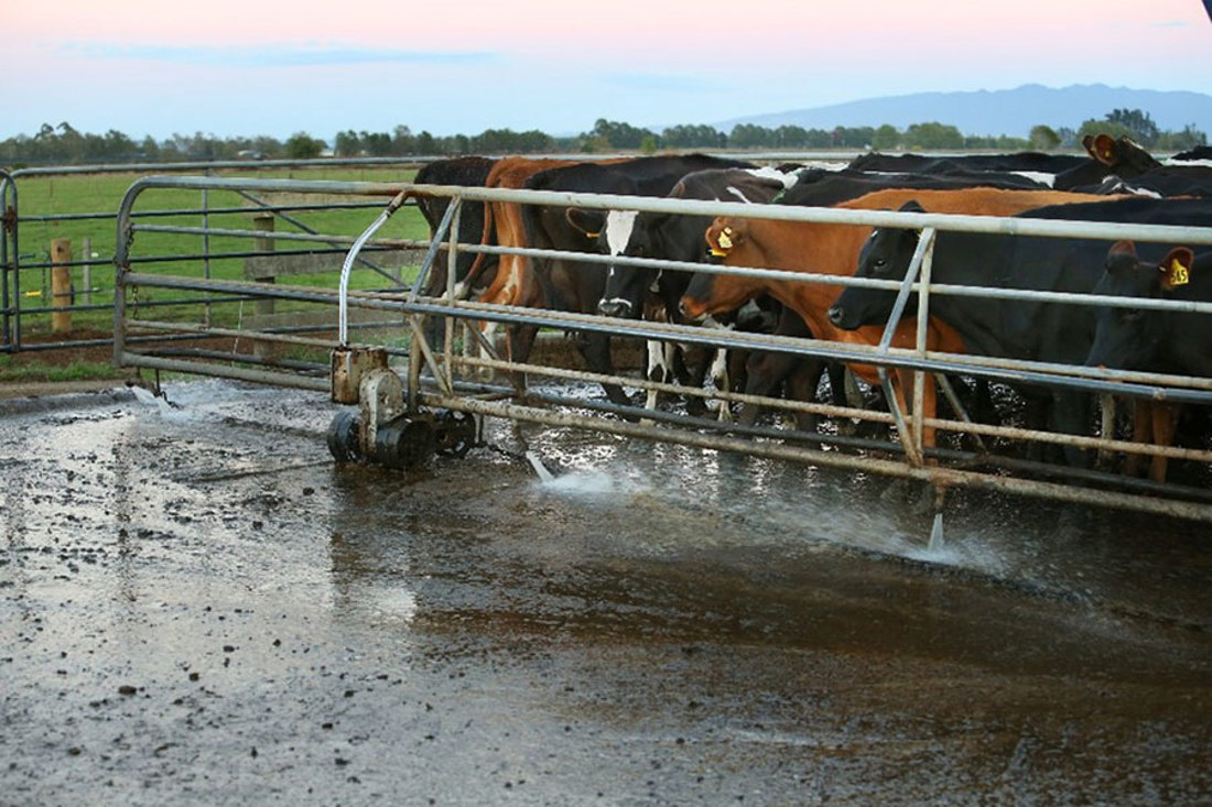 Milking Shed Water Use Under Backing Gate Wash 900X600