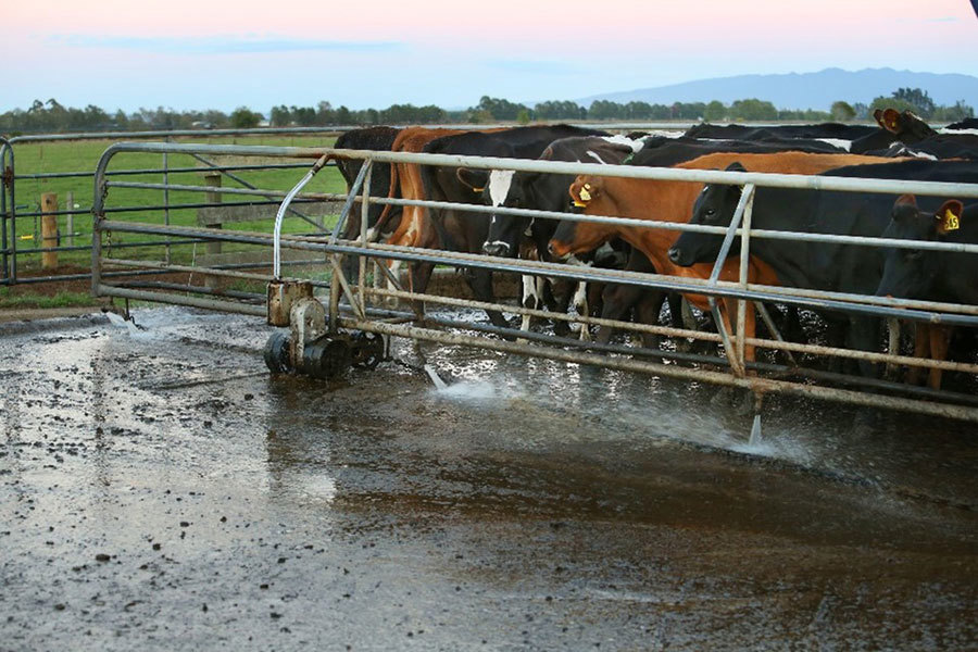Milking Shed Water Use Under Backing Gate Wash 900X600