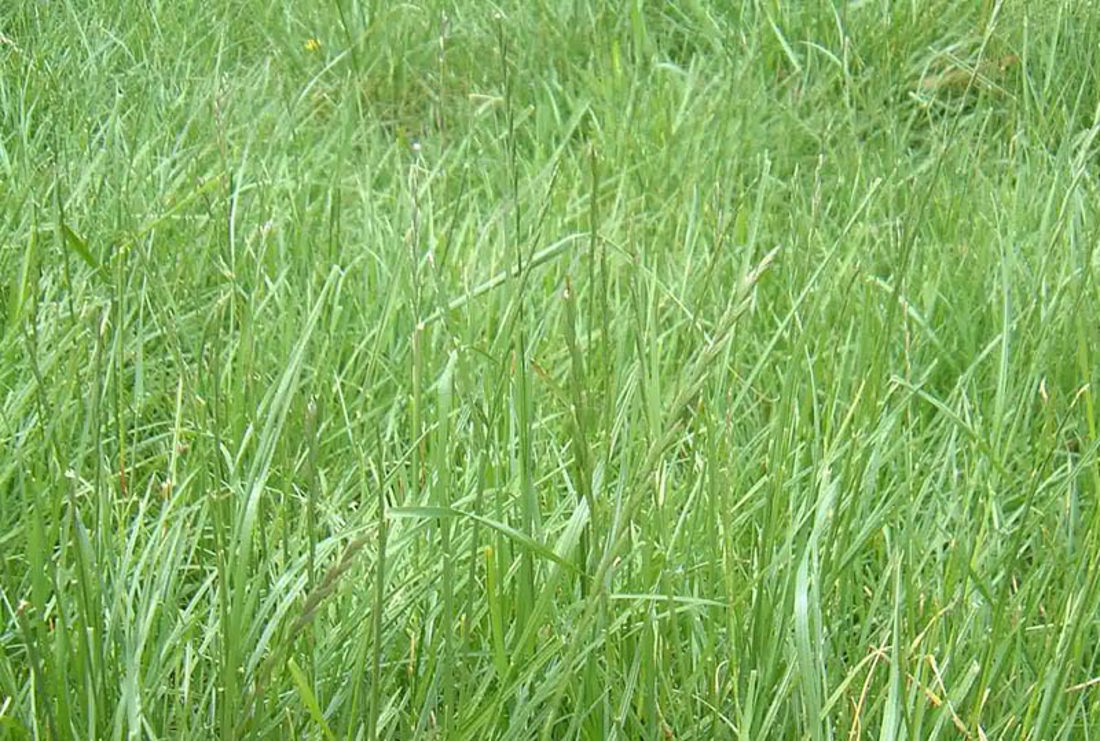 Medium height green grass