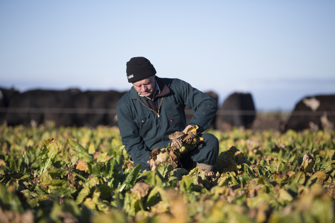 A man crouching down to harvest vegetable