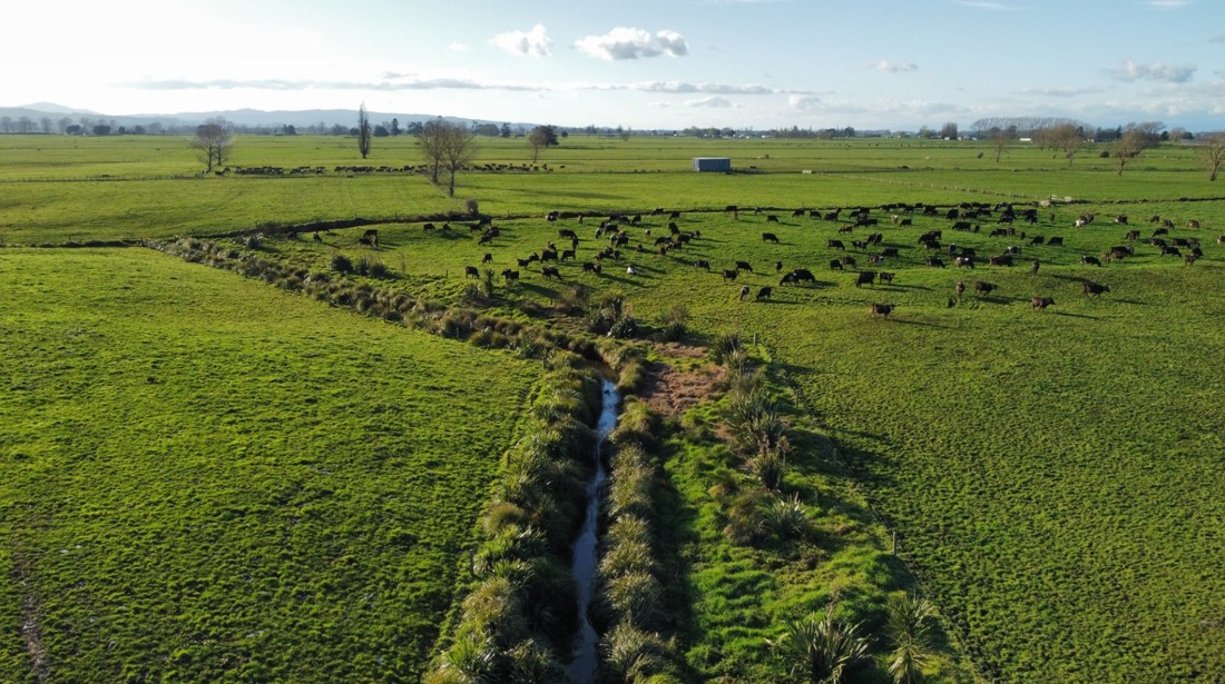 Riparian Planting Gallery Image 4