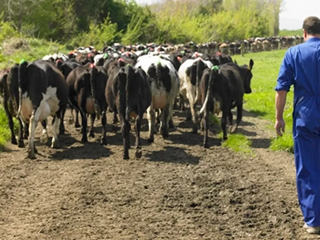 Dairy Stockmanship POD