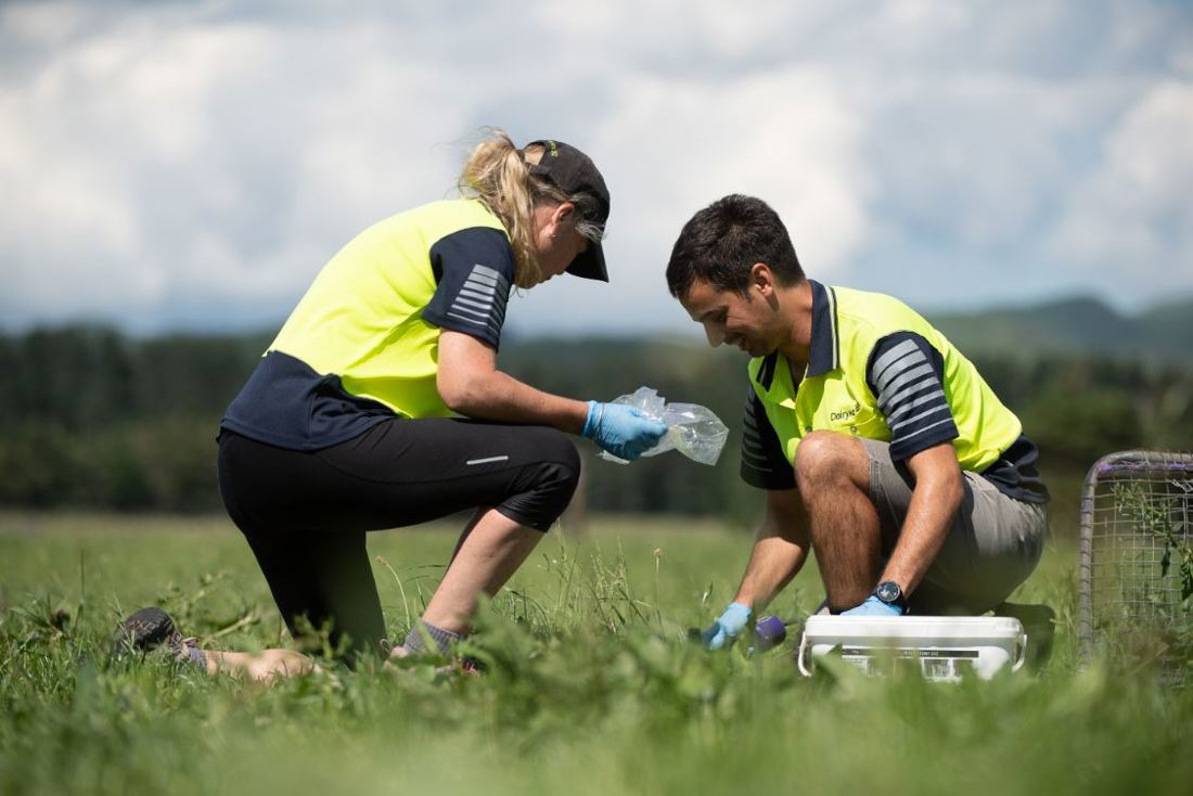 Two DairyNZ farm employees collecting plantain samples on the research farm