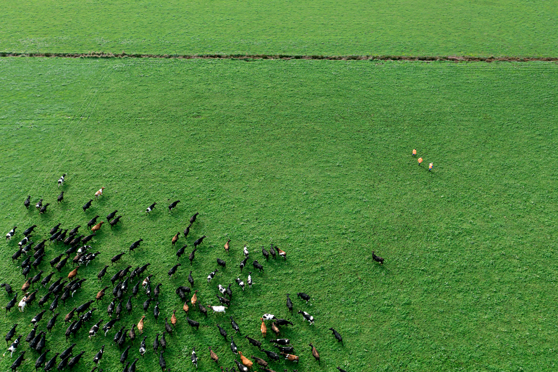 A photo of a bovine herd circling around in a bird's eye view