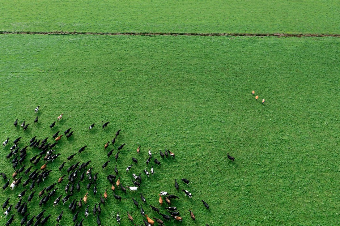 A photo of a dairy herd in a grass paddock taken from above