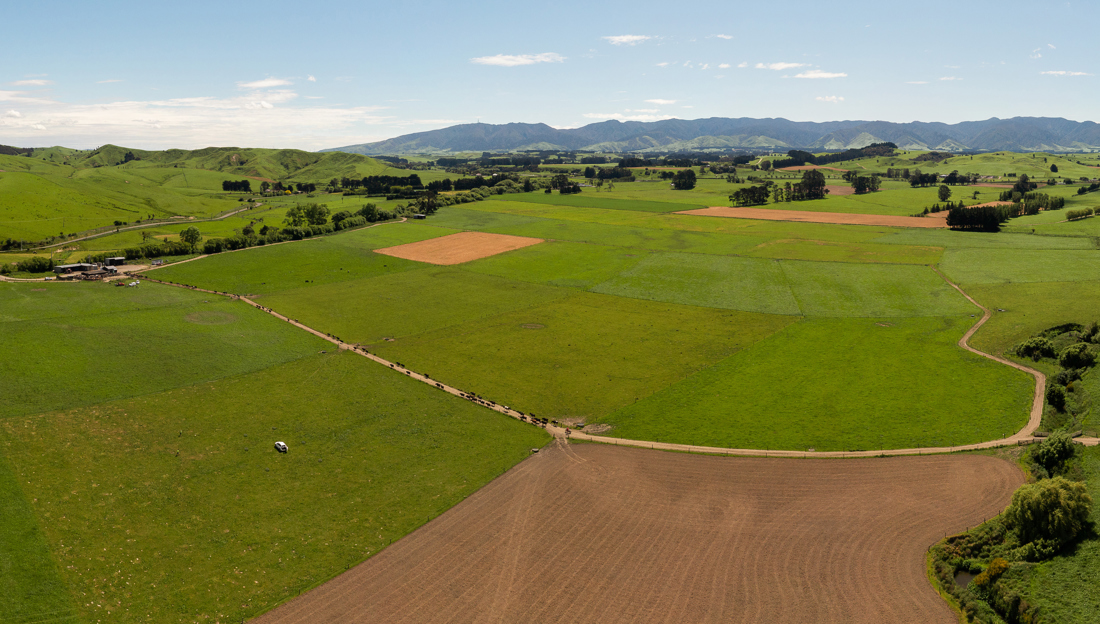 Tararua Manawatu Plantain