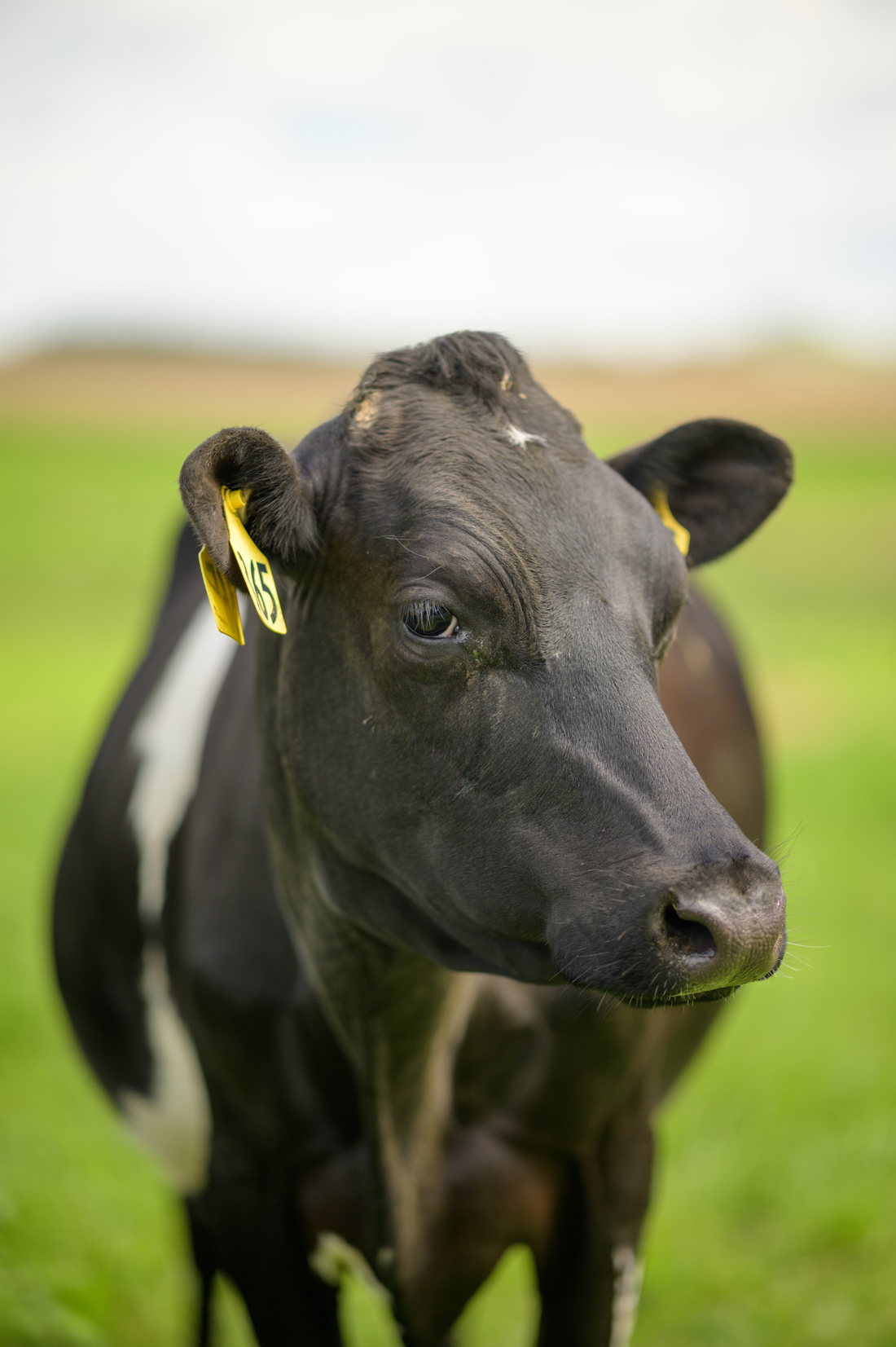Close up shot of a black cow with an ear tag