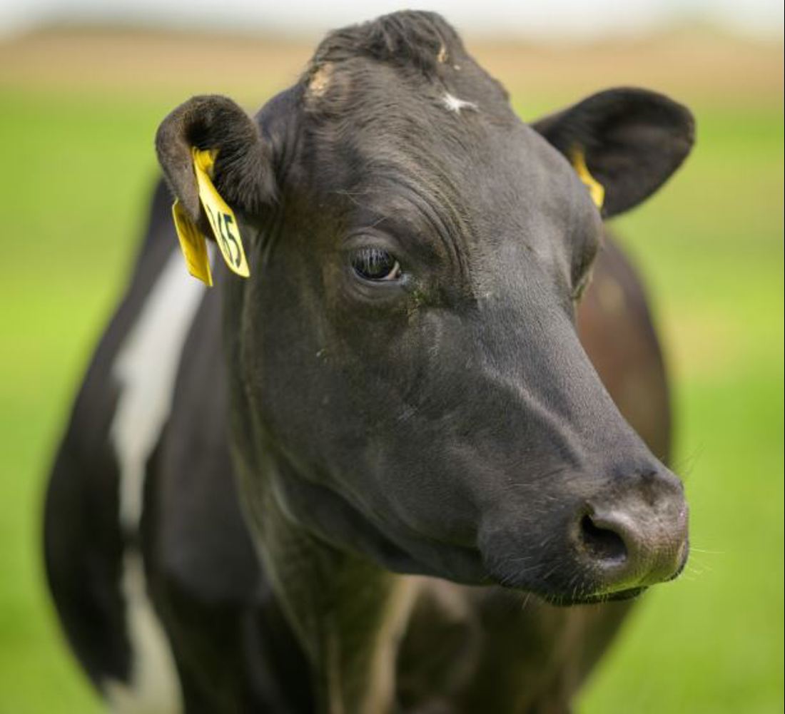 Close up shot of a dairy cow with an ear tag