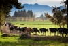 A group of cows on a race in the farm