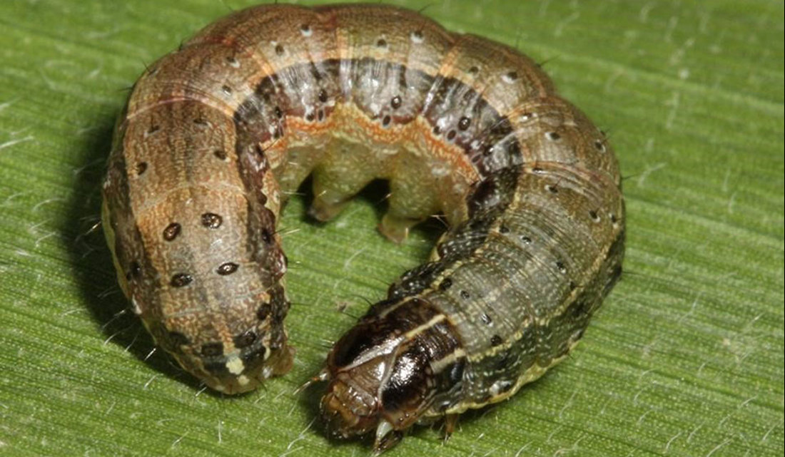 The larve of the Fall Armyworm, a pest that can feed on over 350 plant species