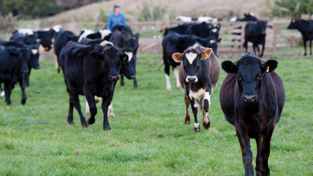 A small group of cows galloping on a green field