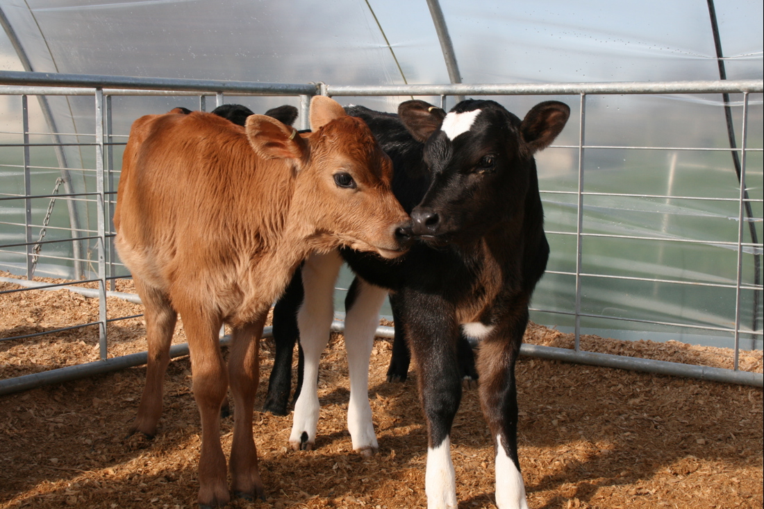 Two calf cows, one brown and one black, standing in a pen