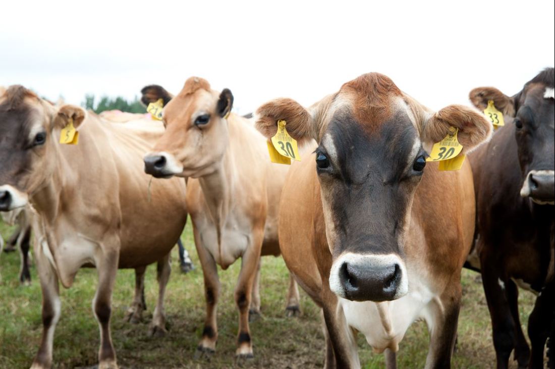 Jersey dairy cows with eartags in a paddock