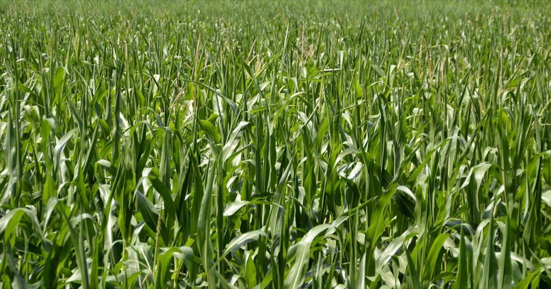Slim tall grass