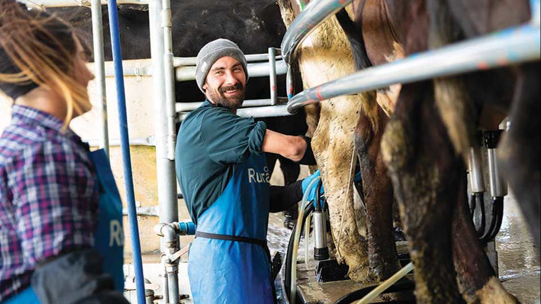 A man milking the cow