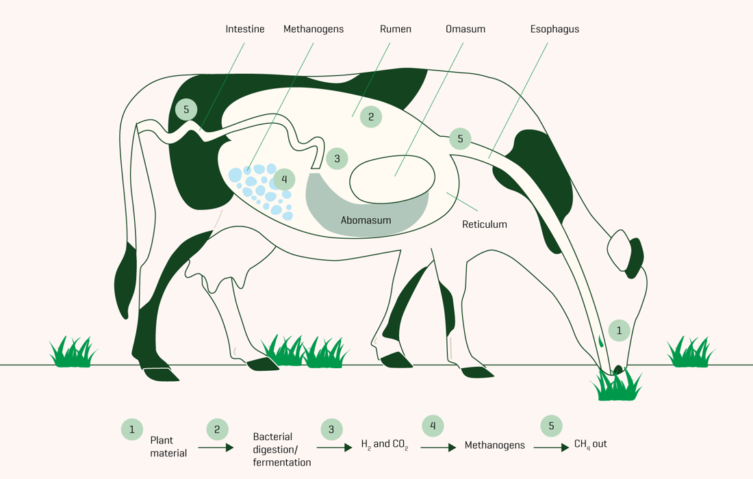 Methane Production Cycle