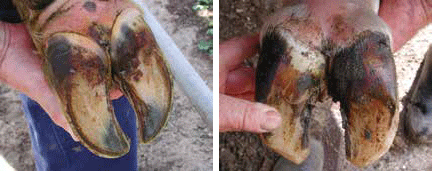 Foot Rot Exmaples