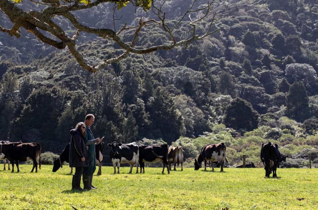 New Zealand dairy farmers in a grass paddock assessing their dairy herd.