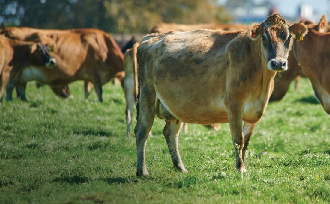 Levy Consultation Events 2025 Promo Image 2