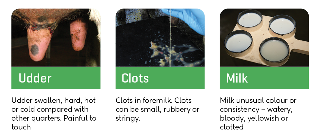 Mastitis Signs There Is A Problem