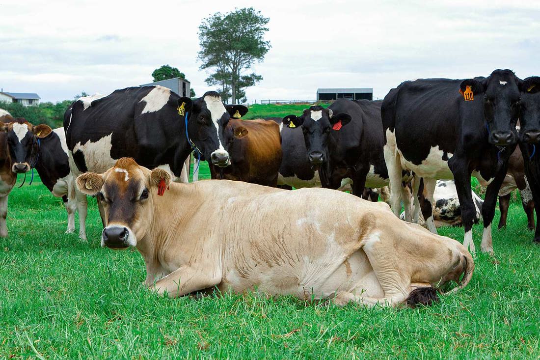 Down cow in a paddock of mixed breed cows