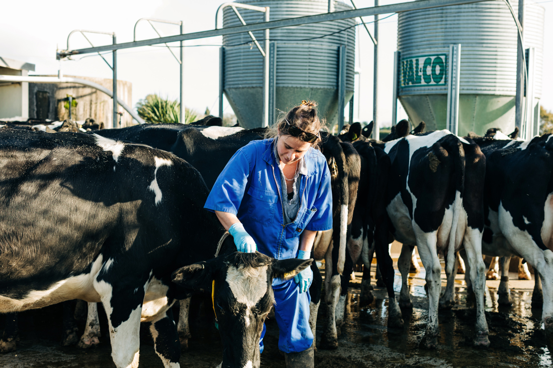 A herd of cows is being cleaned and maintained by a female helping hand