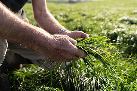 Pasture Management Close Up Ryegrass