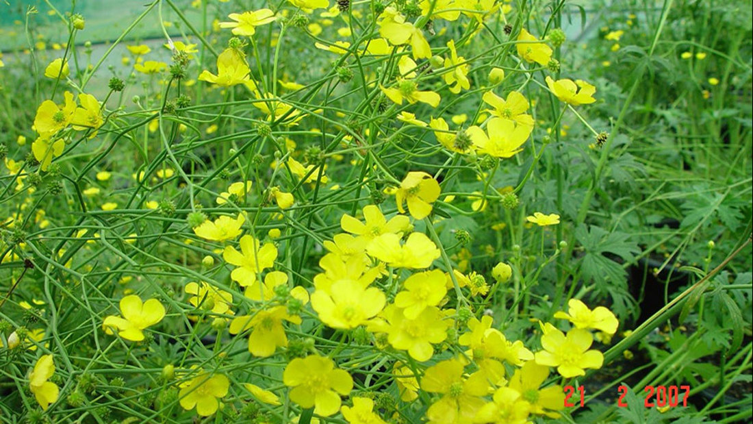 A flower that has yellow petals and green leaves.