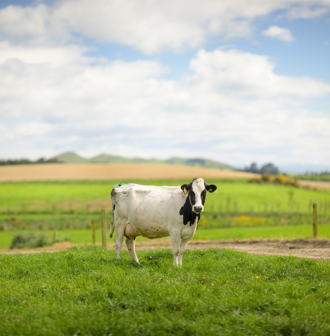 a photo of a cow in a green field taken from a distance