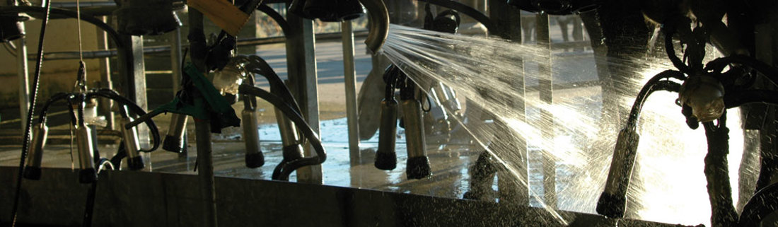 Sprinklers washing over milking equipment