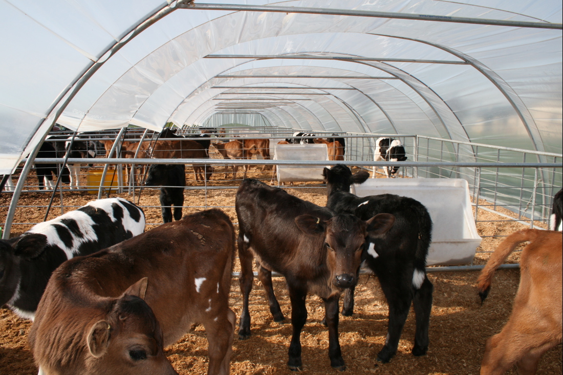 A group of calves in a pen