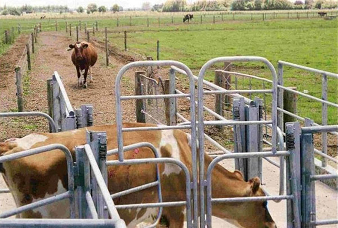 Greenfield Project Farm 2