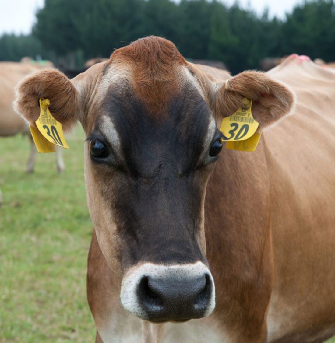 Jersey Cow Homepage Hero Promo Image