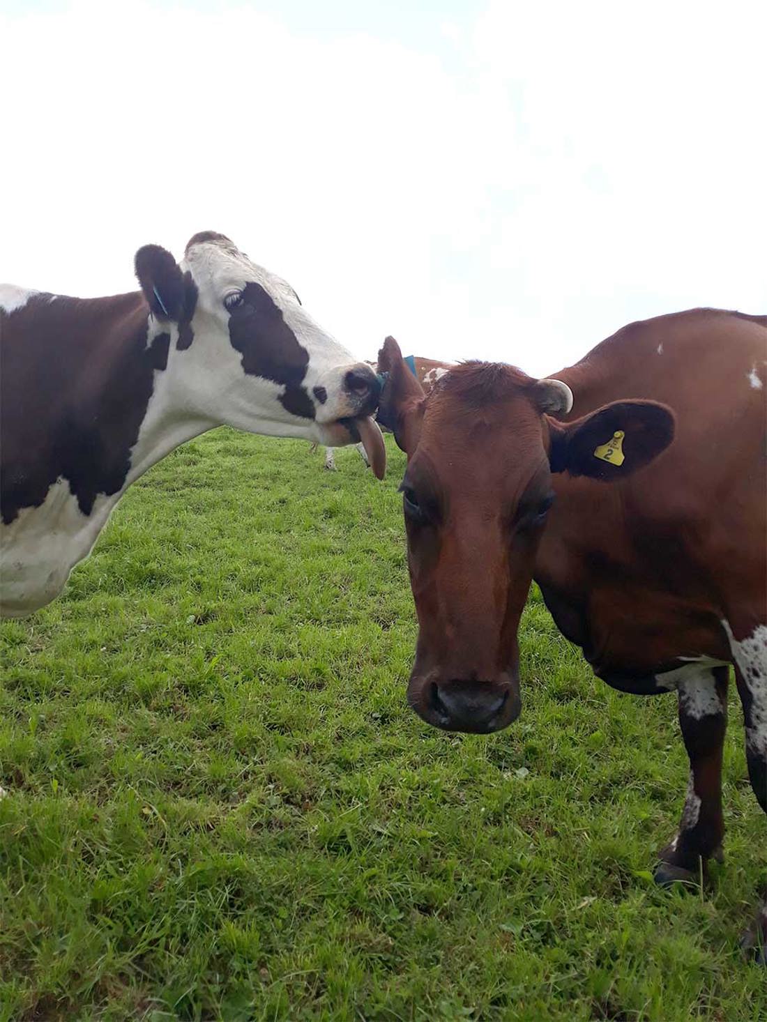 Animal Welfare Cow Licking Ear