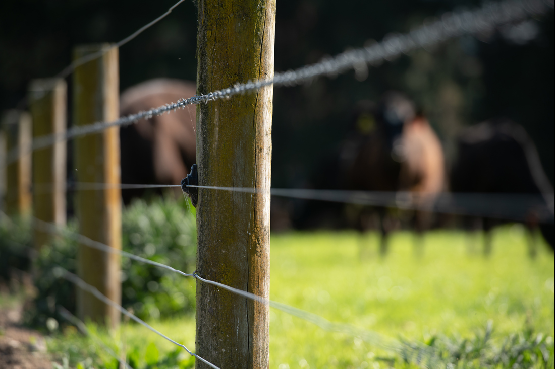 A gauge welded wire fence 