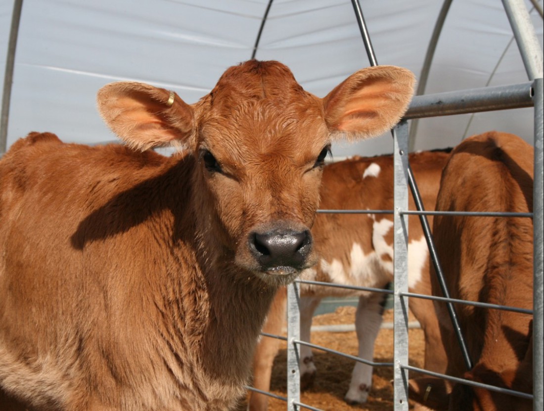 A close up of a Jersey dairy calf in a covered calf pen