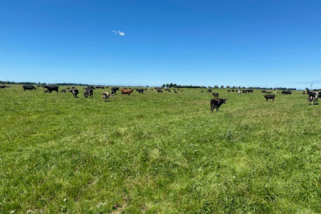 Rangitata River Flood New Pasture Three Months After Flooding 1500X1000