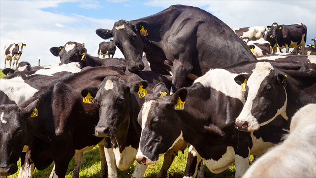 A group of cows piled up