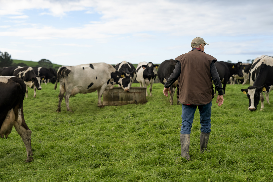 A guy facing the cows in the field