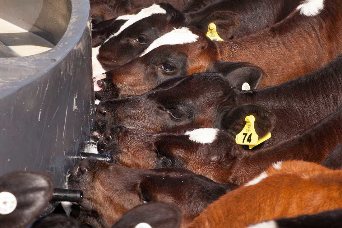 Feeding Raw Milk 1500X1000