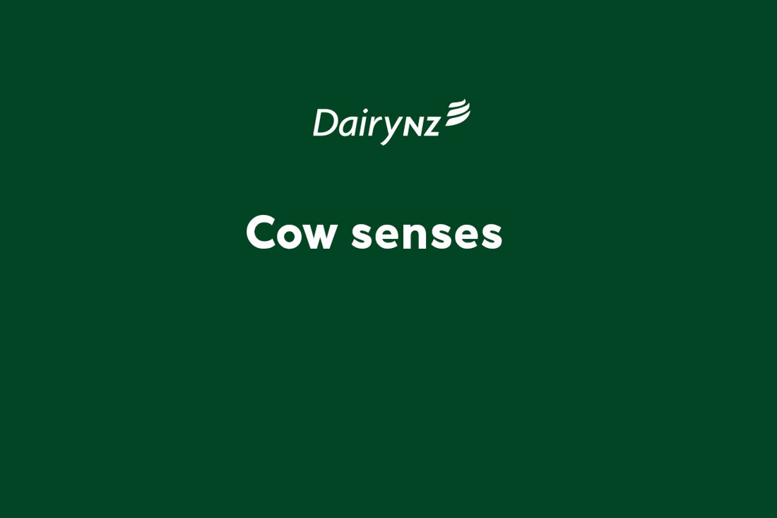 Cow Senses Video Placeholder Image