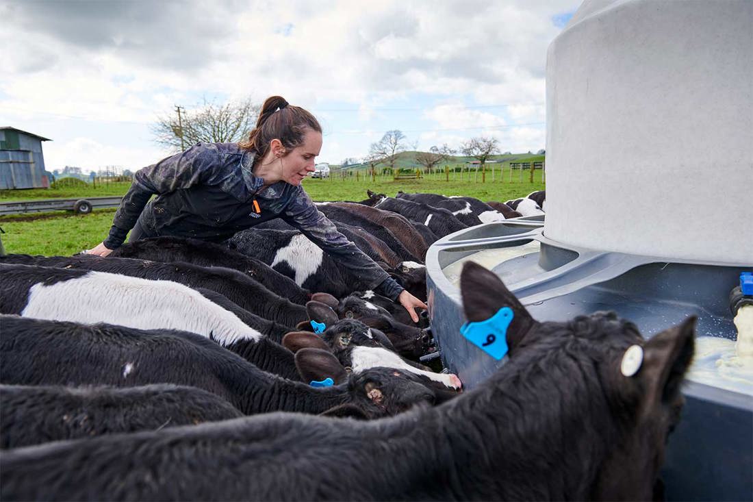 Feeding Milk To Calves Calfeteria 1500X1000