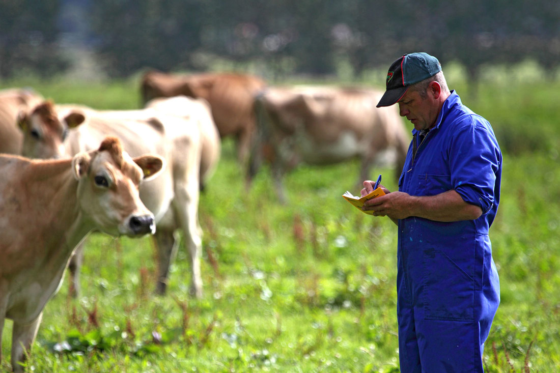 A New Zealand dairy farmer assessing a herd of Jersey cows for body condition score