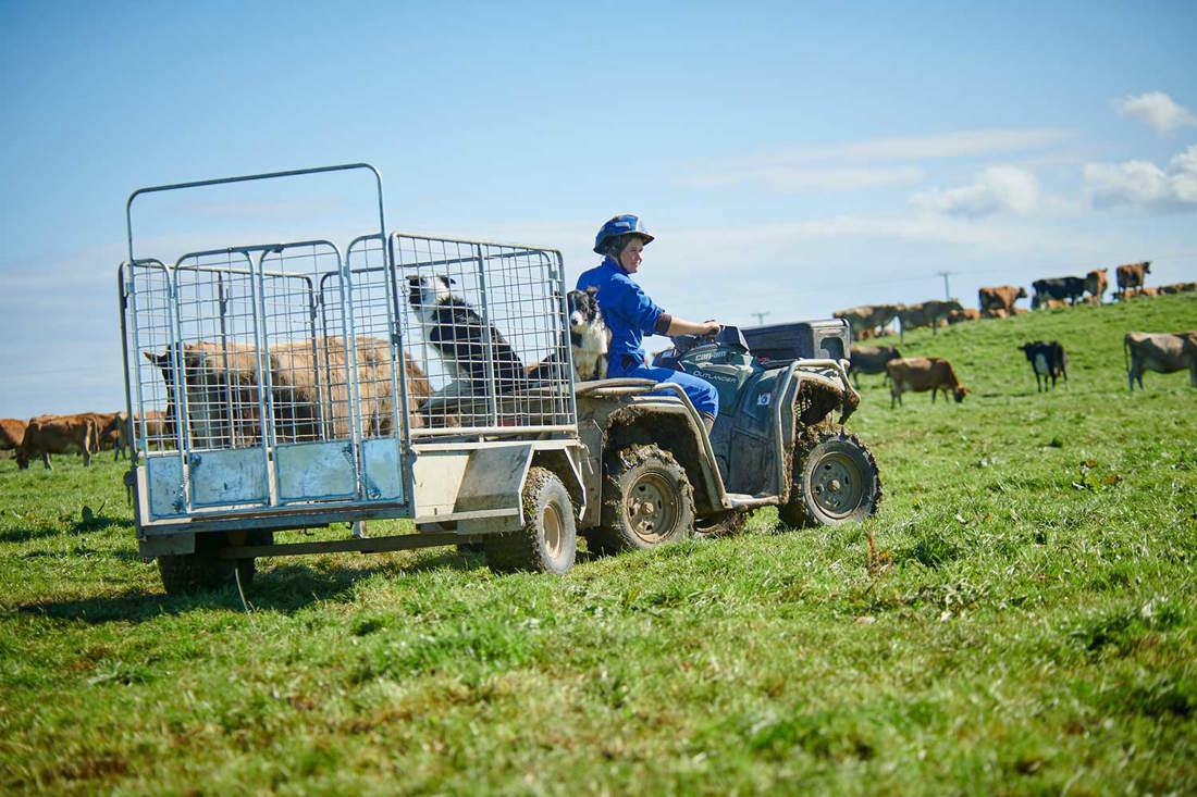 Calf Trailer Gate 4