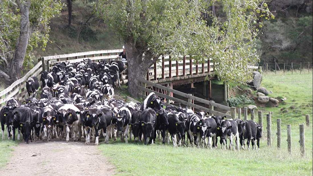 Cows bunching over a farm fence