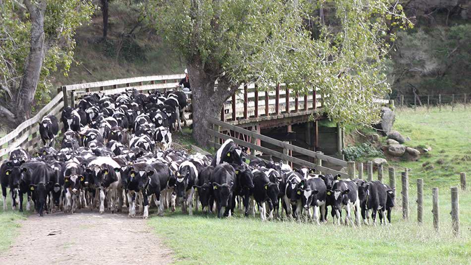 Cows bunching over a farm fence