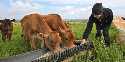 Futures In Dairying